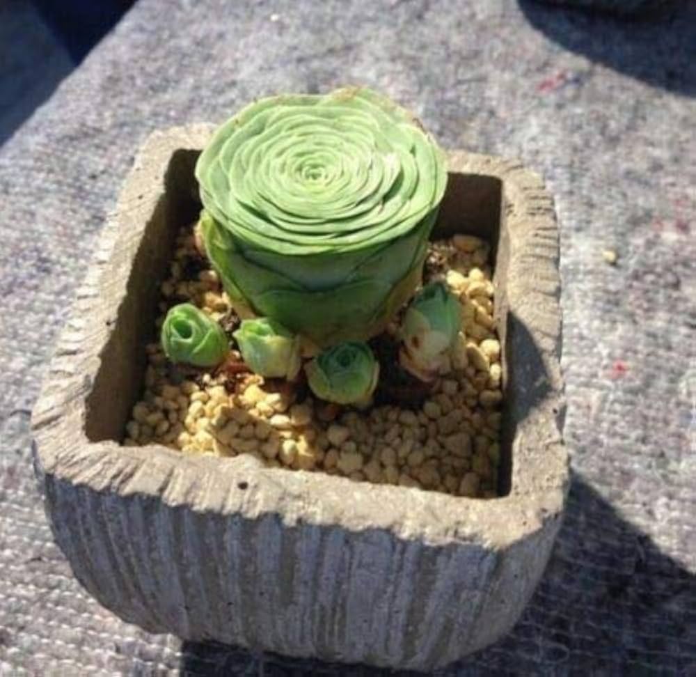 Greenovia Mountain Rose Seeds – Rare Succulent for Garden & Container Planting - Image 4