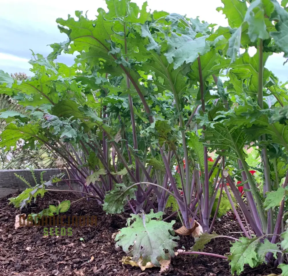 Greenpeace Kale Seeds For Planting: Sustainably Grown, Organic, and Perfect for Your Eco-Friendly Garden