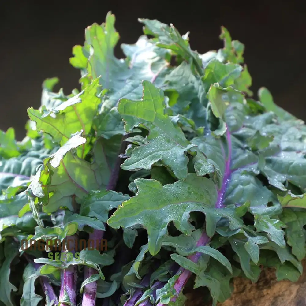 Greenpeace Kale Seeds For Planting: Sustainably Grown, Organic, and Perfect for Your Eco-Friendly Garden - Image 3