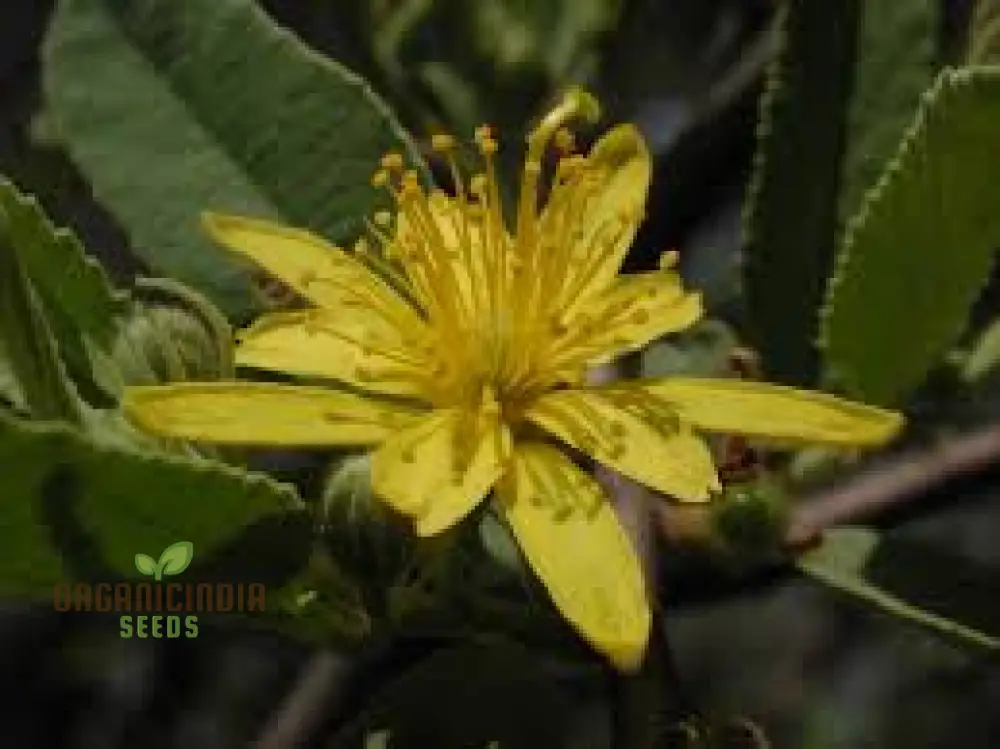 Grewia Flava Seeds: Your Ultimate Guide to Growing and Caring for the Golden-leaved Raisin Bush in Your Garden