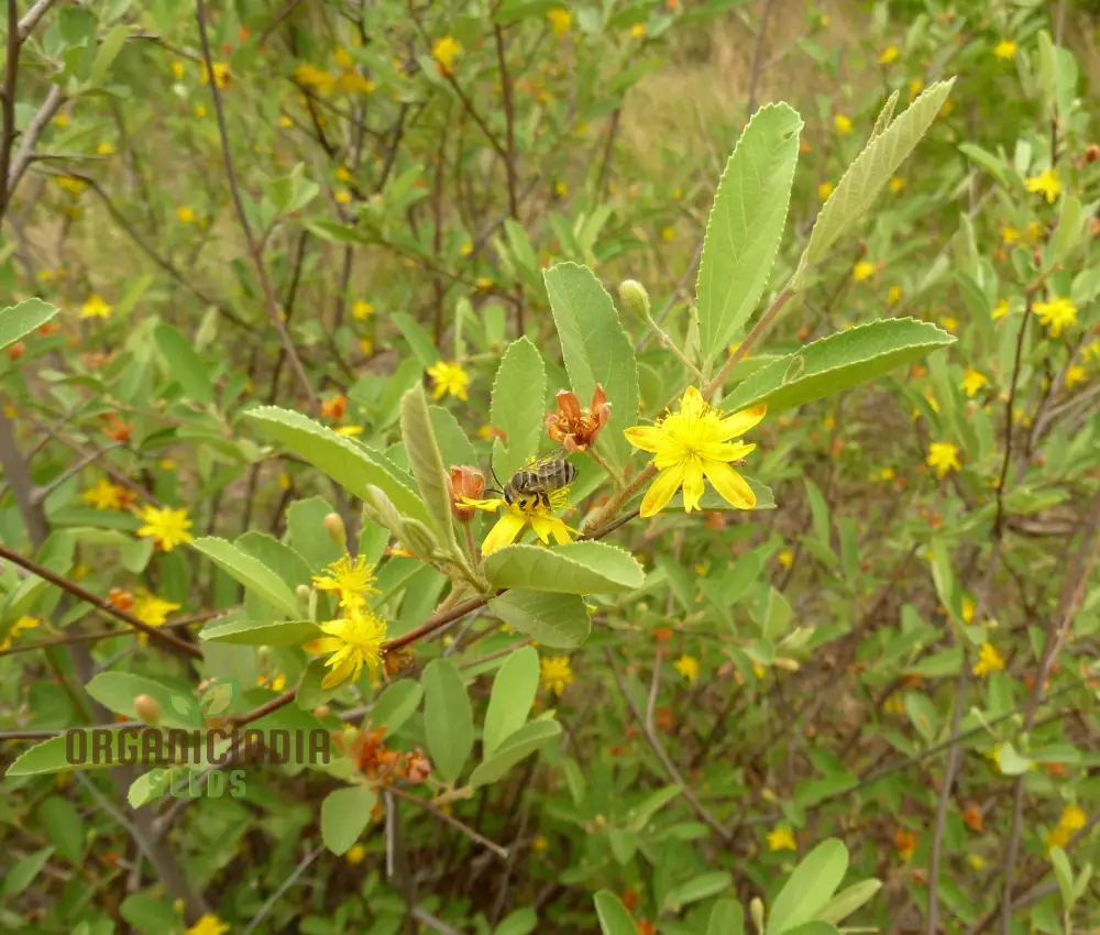 Grewia Flava Seeds: Your Ultimate Guide to Growing and Caring for the Golden-leaved Raisin Bush in Your Garden - Image 3