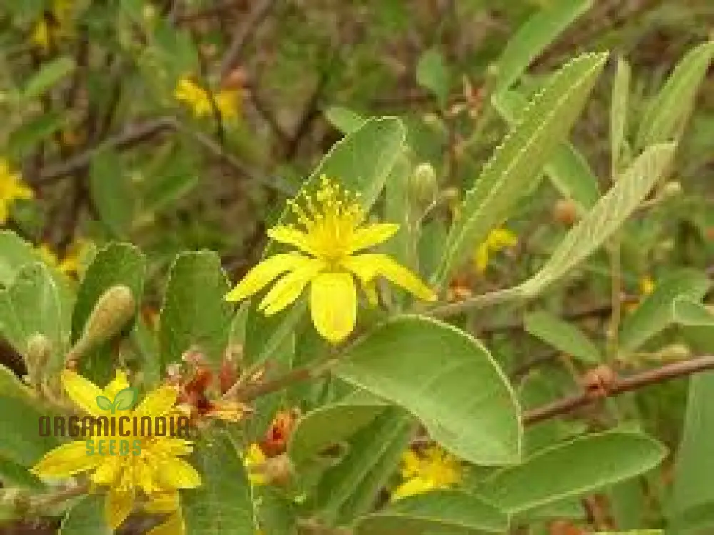 Grewia Flava Seeds: Your Ultimate Guide to Growing and Caring for the Golden-leaved Raisin Bush in Your Garden - Image 4