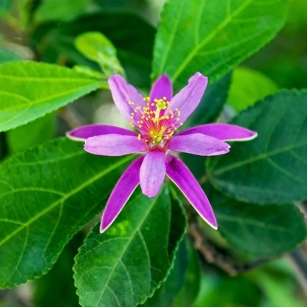 Grewia Occidentalis Seeds, Enhance Your Garden with the Beautiful Lavender Star Flower - Perfect for Garden Enthusiasts and Landscaping