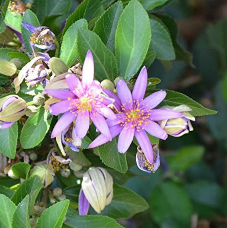 Grewia Occidentalis Seeds, Enhance Your Garden with the Beautiful Lavender Star Flower - Perfect for Garden Enthusiasts and Landscaping - Image 3