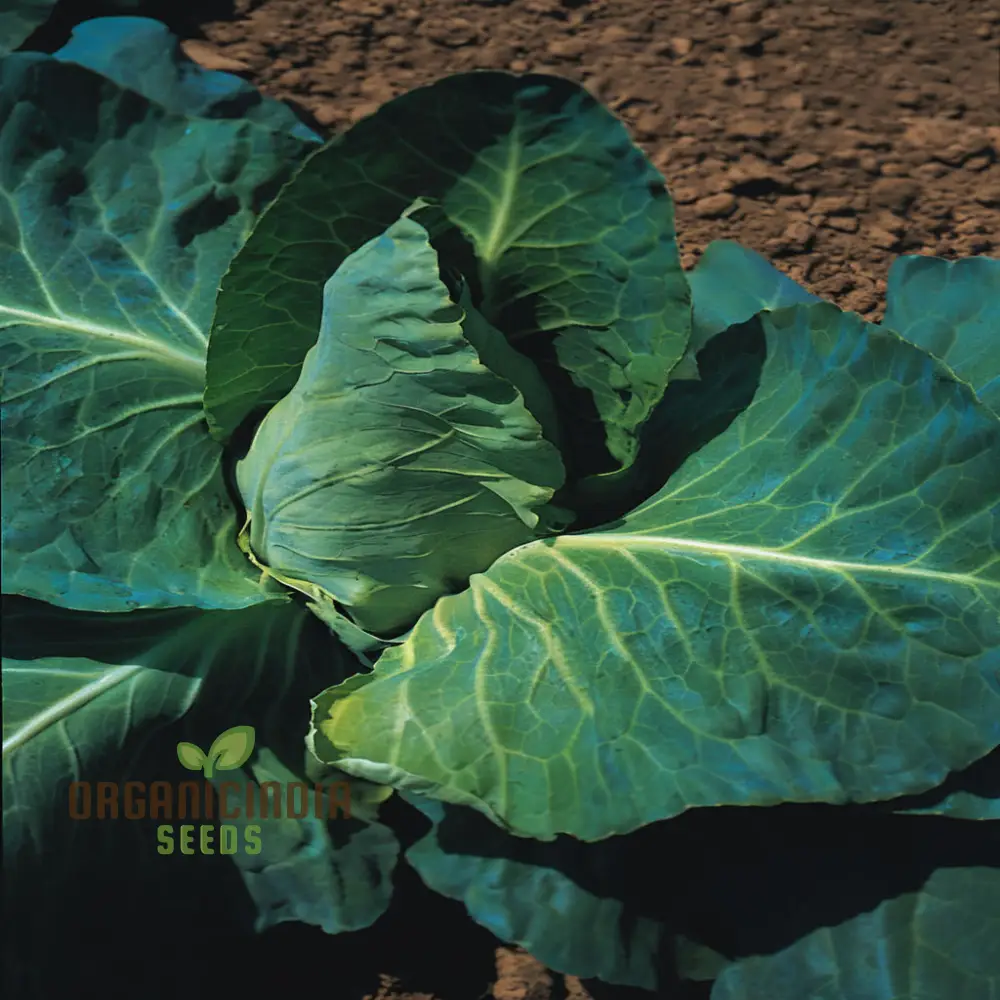 Greyhound Cabbage Seeds - Tender and Flavorful Heirloom Variety for Fresh Garden Harvests