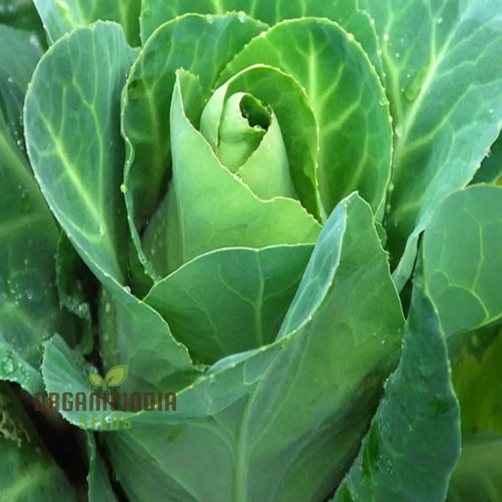 Greyhound Cabbage Seeds - Tender and Flavorful Heirloom Variety for Fresh Garden Harvests - Image 3