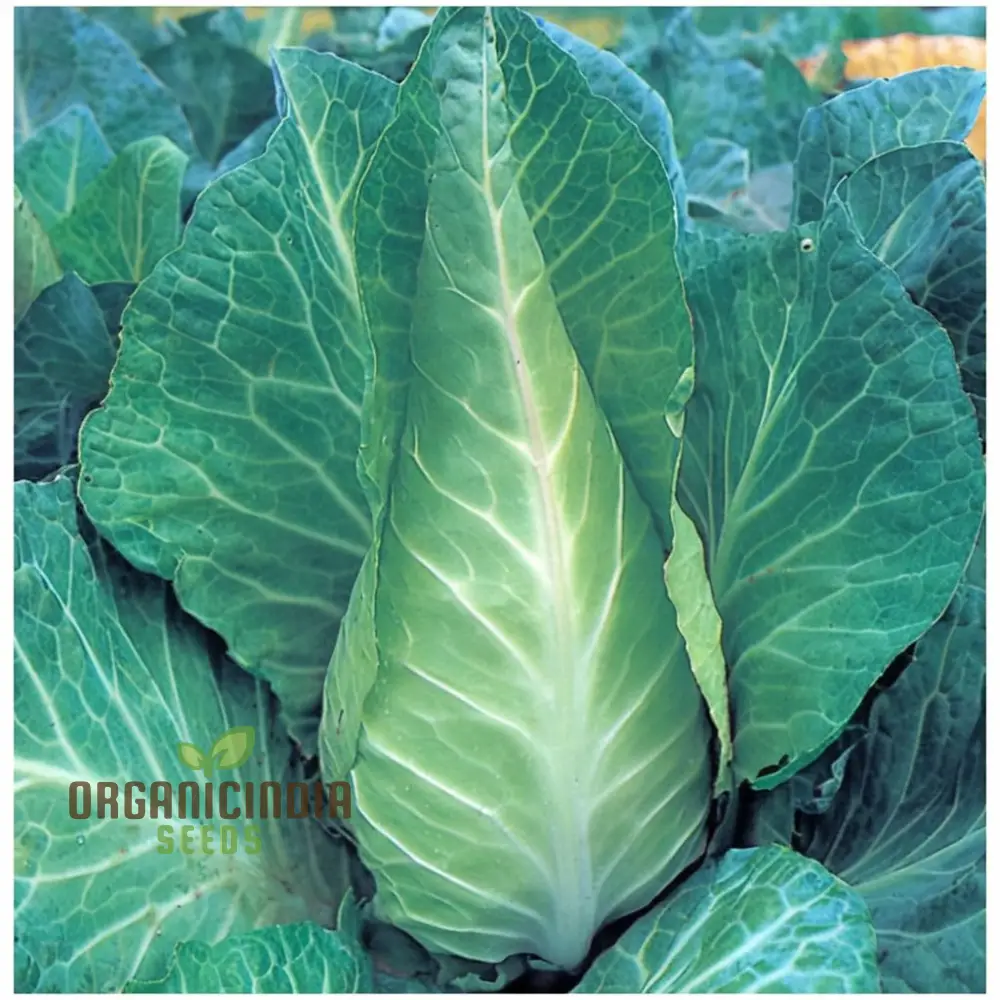 Greyhound Cabbage Seeds - Tender and Flavorful Heirloom Variety for Fresh Garden Harvests - Image 4