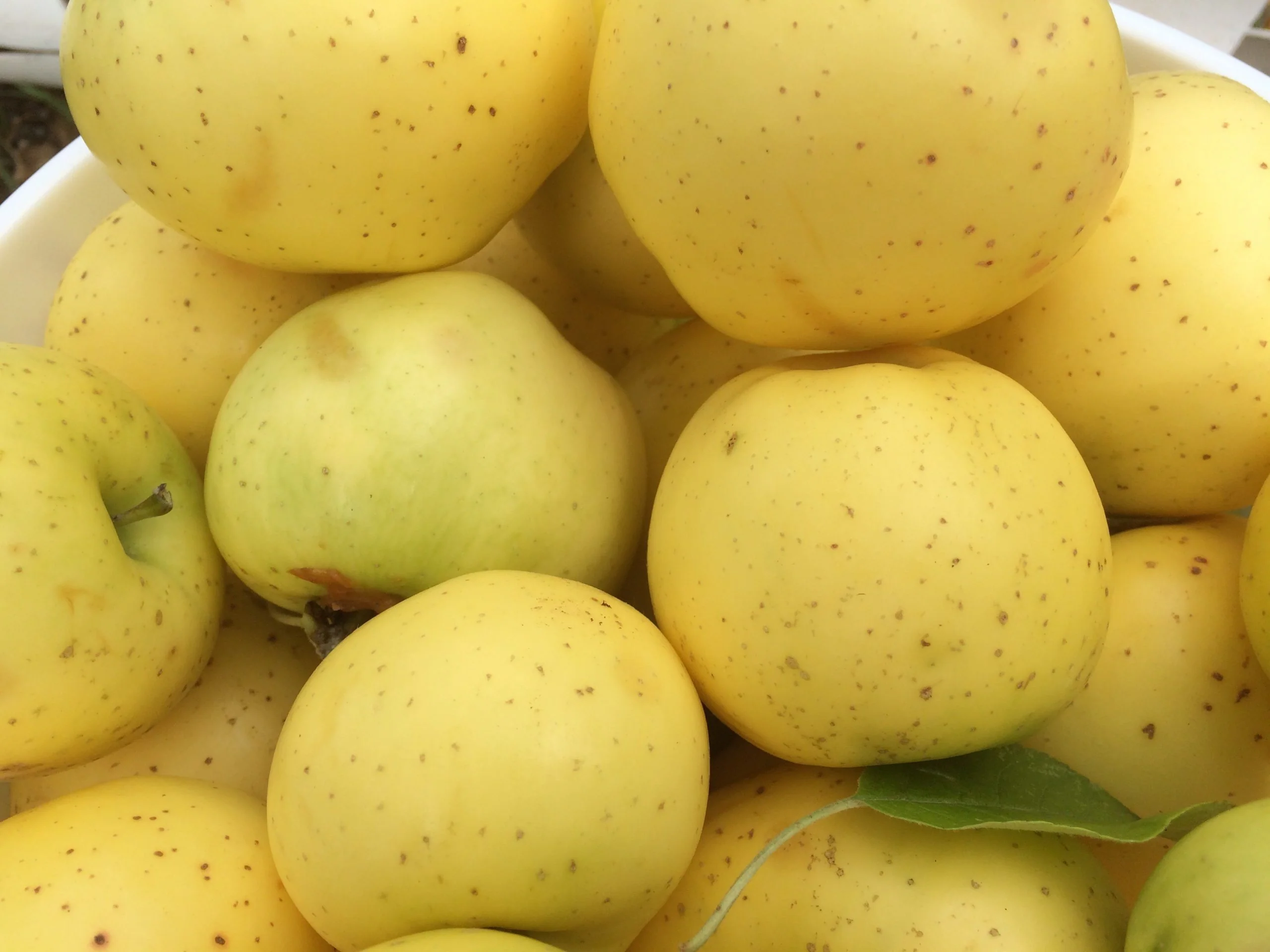 Grimes Golden Apple Seeds for Planting – Sweet, Spicy & Aromatic Heirloom Apples - Image 3