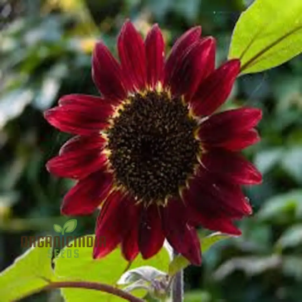 Cherry Chocolate Sunflower Seeds – Vibrant Garden Blooms - Image 3