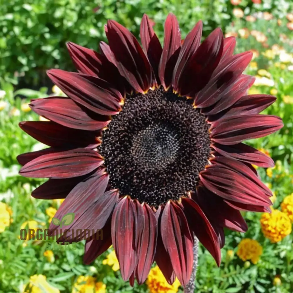 Cherry Chocolate Sunflower Seeds – Vibrant Garden Blooms - Image 4