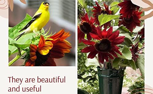 Cherry Chocolate Sunflower Seeds – Vibrant Garden Blooms - Image 6