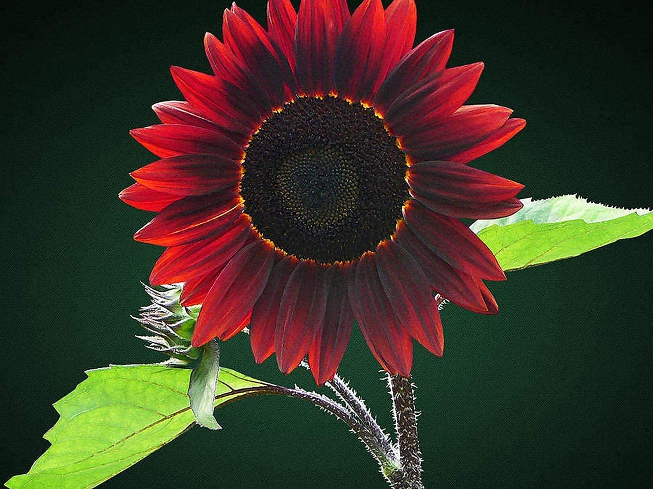 Cherry Chocolate Sunflower Seeds – Vibrant Garden Blooms - Image 7