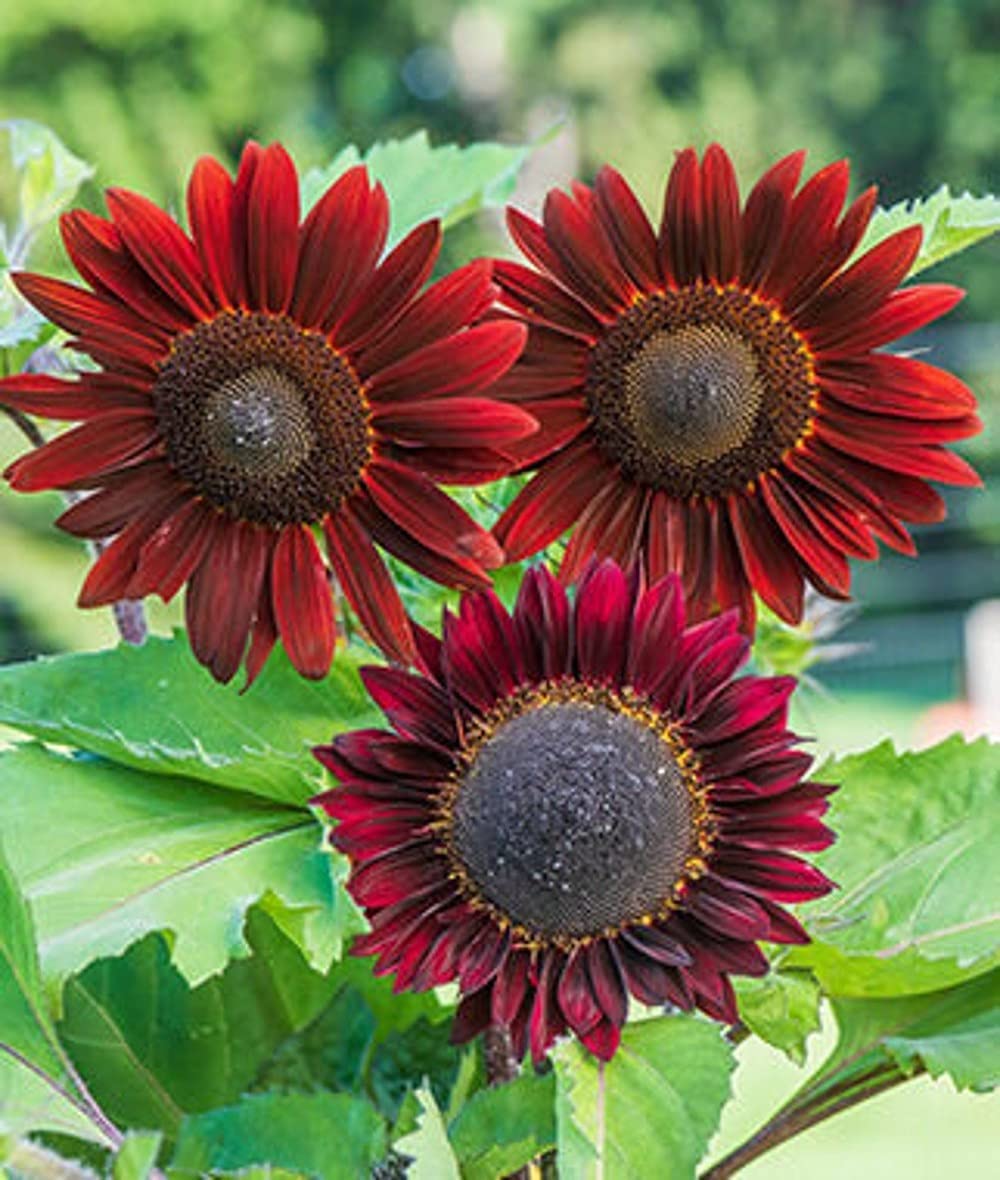 Cherry Chocolate Sunflower Seeds – Vibrant Garden Blooms - Image 8