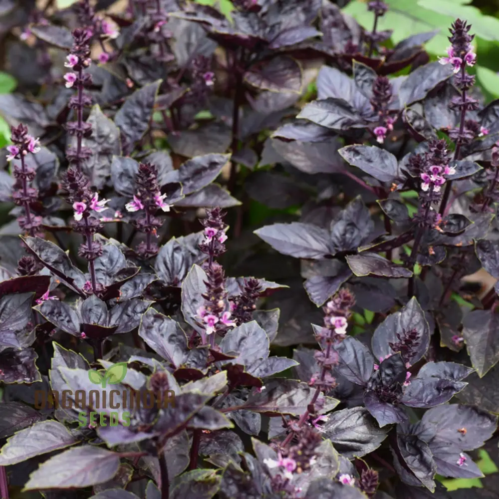 Purple Dark Opal Basil Seeds – Heirloom Aromatic Herb for Culinary & Ornamental Gardening