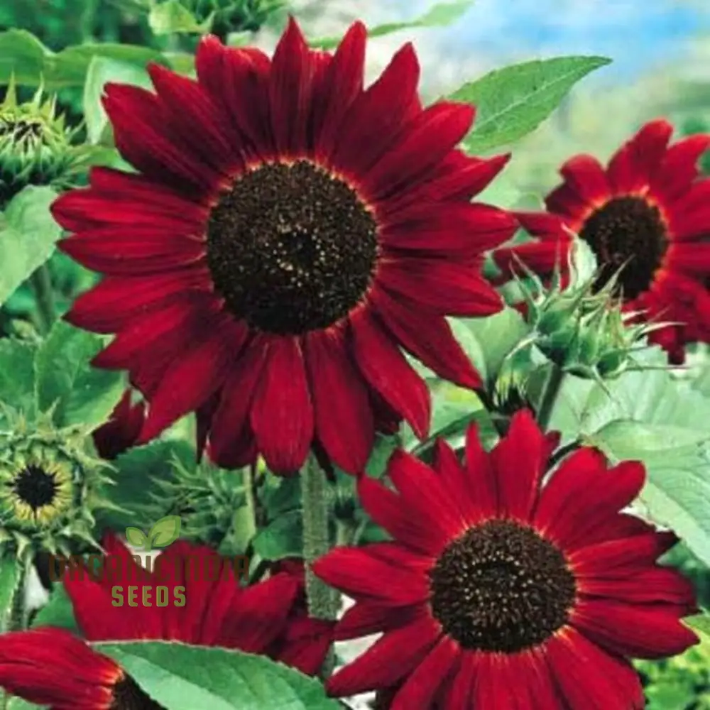 Grow Majestic Red Giant Sunflowers: The Ultimate Guide to Stunning Garden Blooms - Image 3