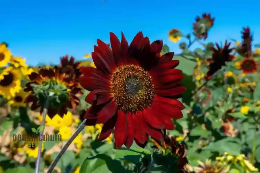 Grow Majestic Red Giant Sunflowers: The Ultimate Guide to Stunning Garden Blooms - Image 4