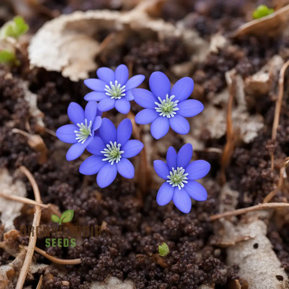 Grow Stunning Blue Hepatica from Seeds: Easy-to-Grow, Hardy Perennial for Your Garden Delight