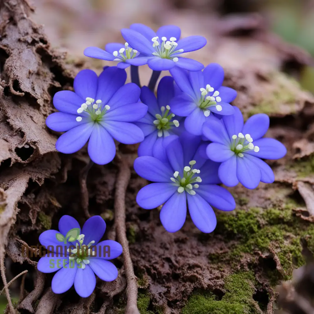 Grow Stunning Blue Hepatica from Seeds: Easy-to-Grow, Hardy Perennial for Your Garden Delight - Image 3