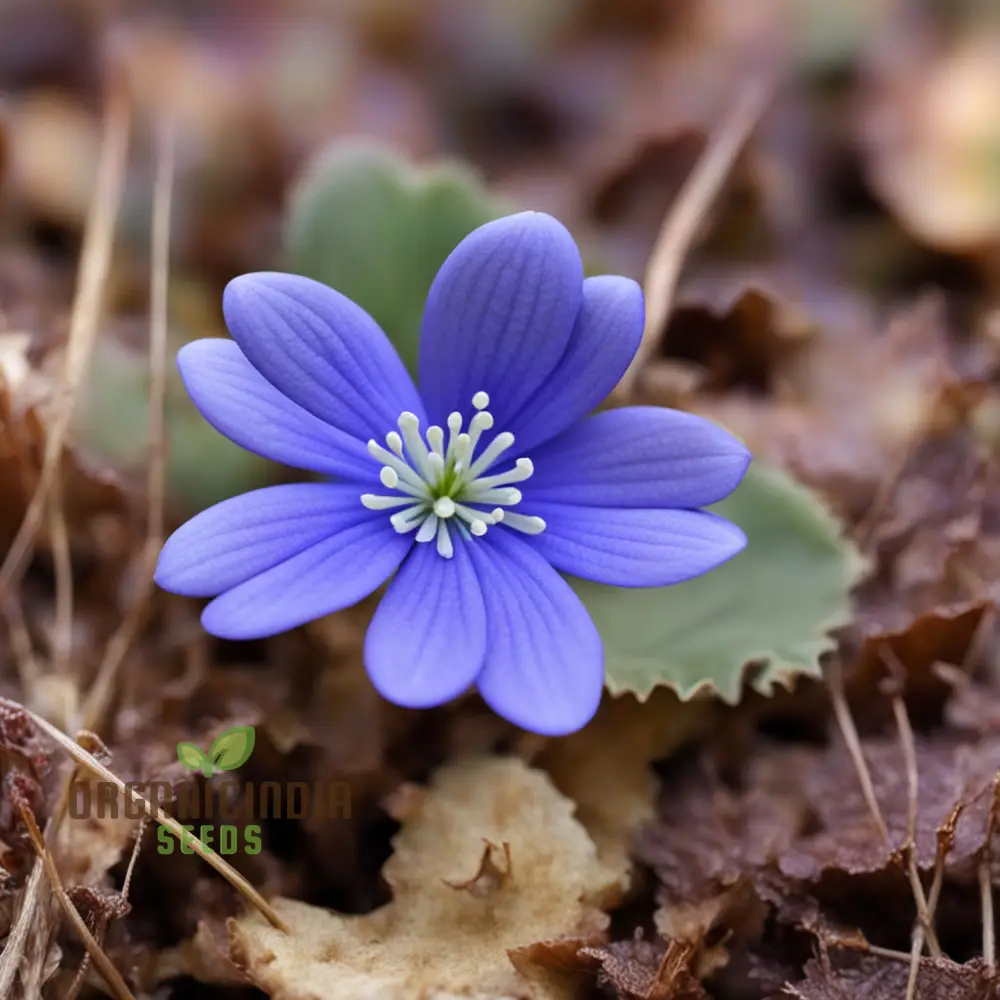 Grow Stunning Blue Hepatica from Seeds: Easy-to-Grow, Hardy Perennial for Your Garden Delight - Image 4