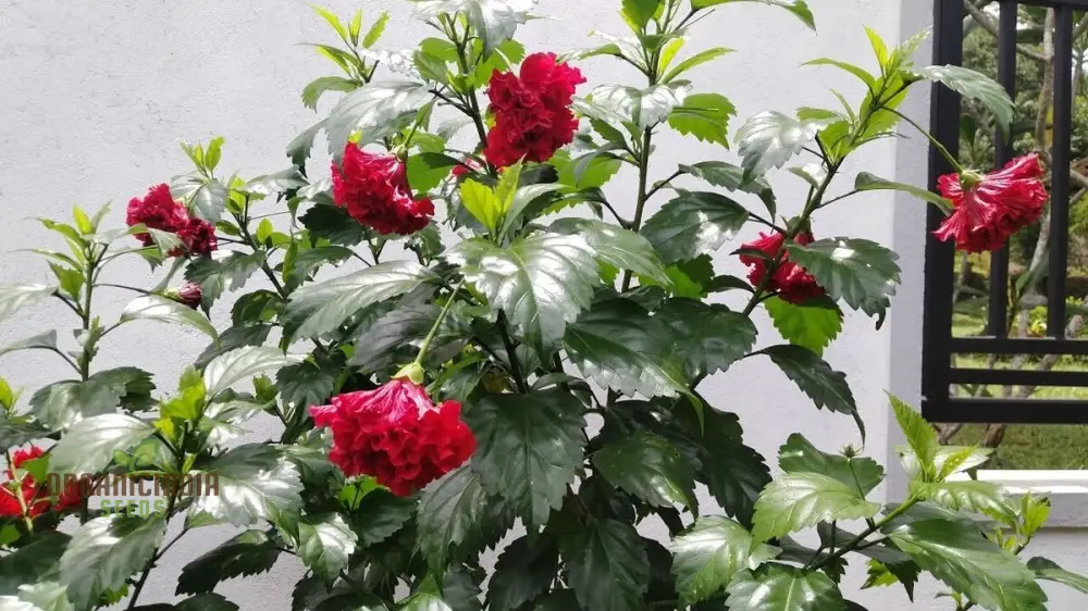 Hibiscus Seeds (Double Red Hibiscus Seeds) - Premium Vibrant Blooms for Gardens - Image 3