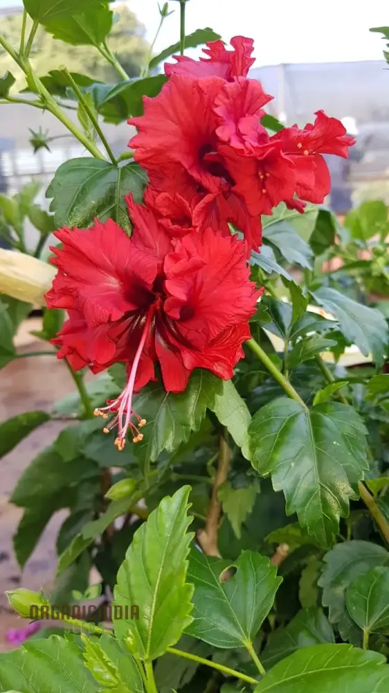 Hibiscus Seeds (Double Red Hibiscus Seeds) - Premium Vibrant Blooms for Gardens - Image 4