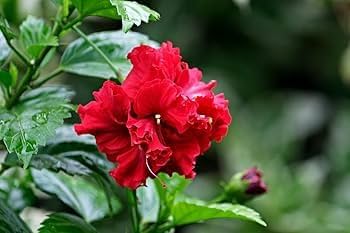 Hibiscus Seeds (Double Red Hibiscus Seeds) - Premium Vibrant Blooms for Gardens - Image 5