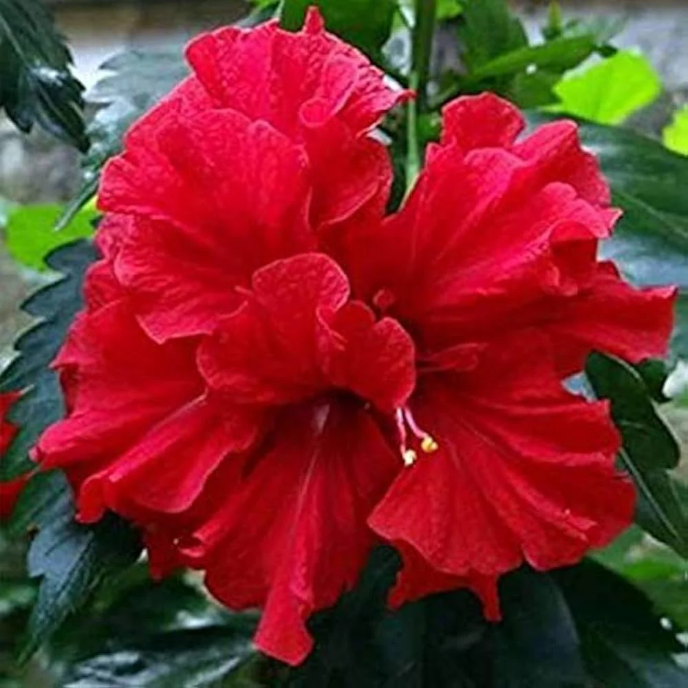 Hibiscus Seeds (Double Red Hibiscus Seeds) - Premium Vibrant Blooms for Gardens - Image 6