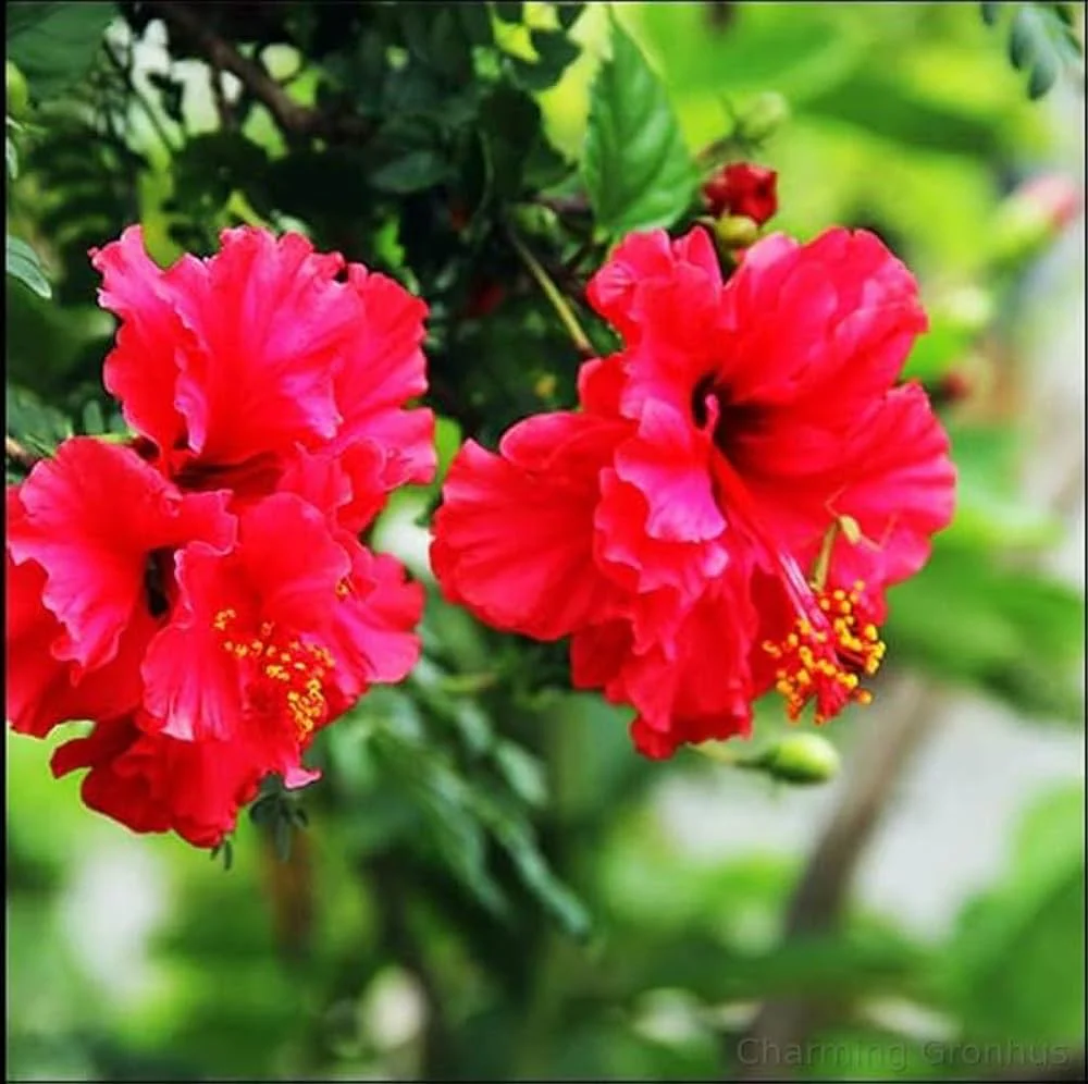 Hibiscus Seeds (Double Red Hibiscus Seeds) - Premium Vibrant Blooms for Gardens - Image 7