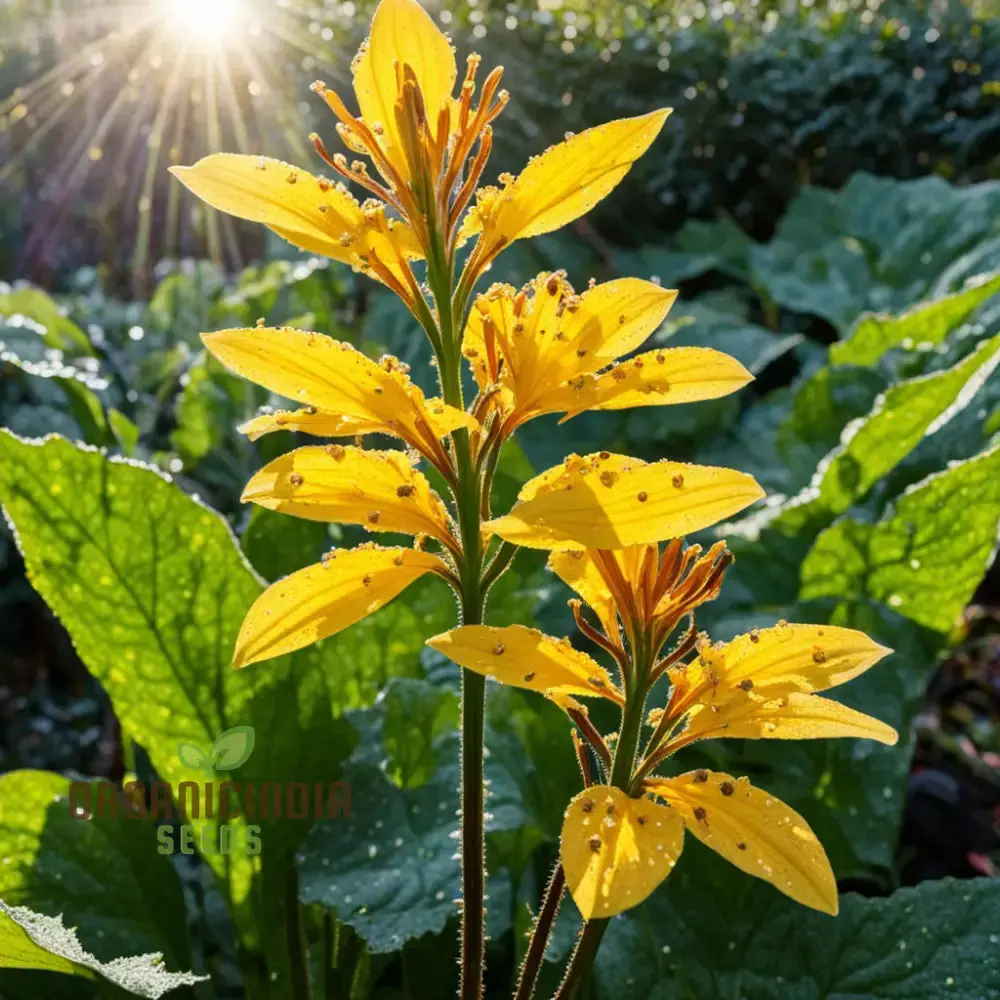 Fresh Ligularia Seeds – Shade-Loving Perennial for Garden Planting - Image 3