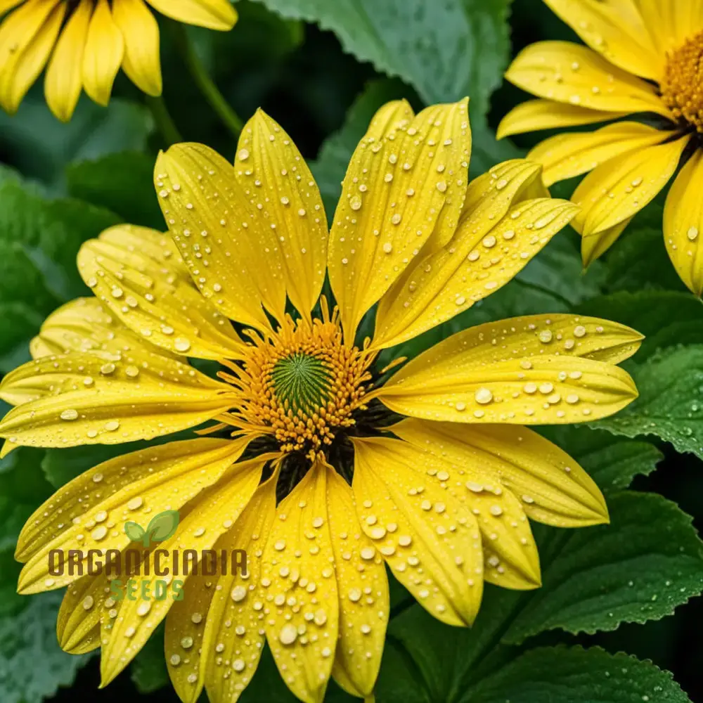 Fresh Ligularia Seeds – Shade-Loving Perennial for Garden Planting - Image 4