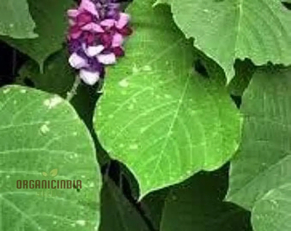 Grow Your Garden with 20pcs Pueraria Lobata Kudzu Plant Seeds: Unleash Nature's Purity!" 🌱🌿
