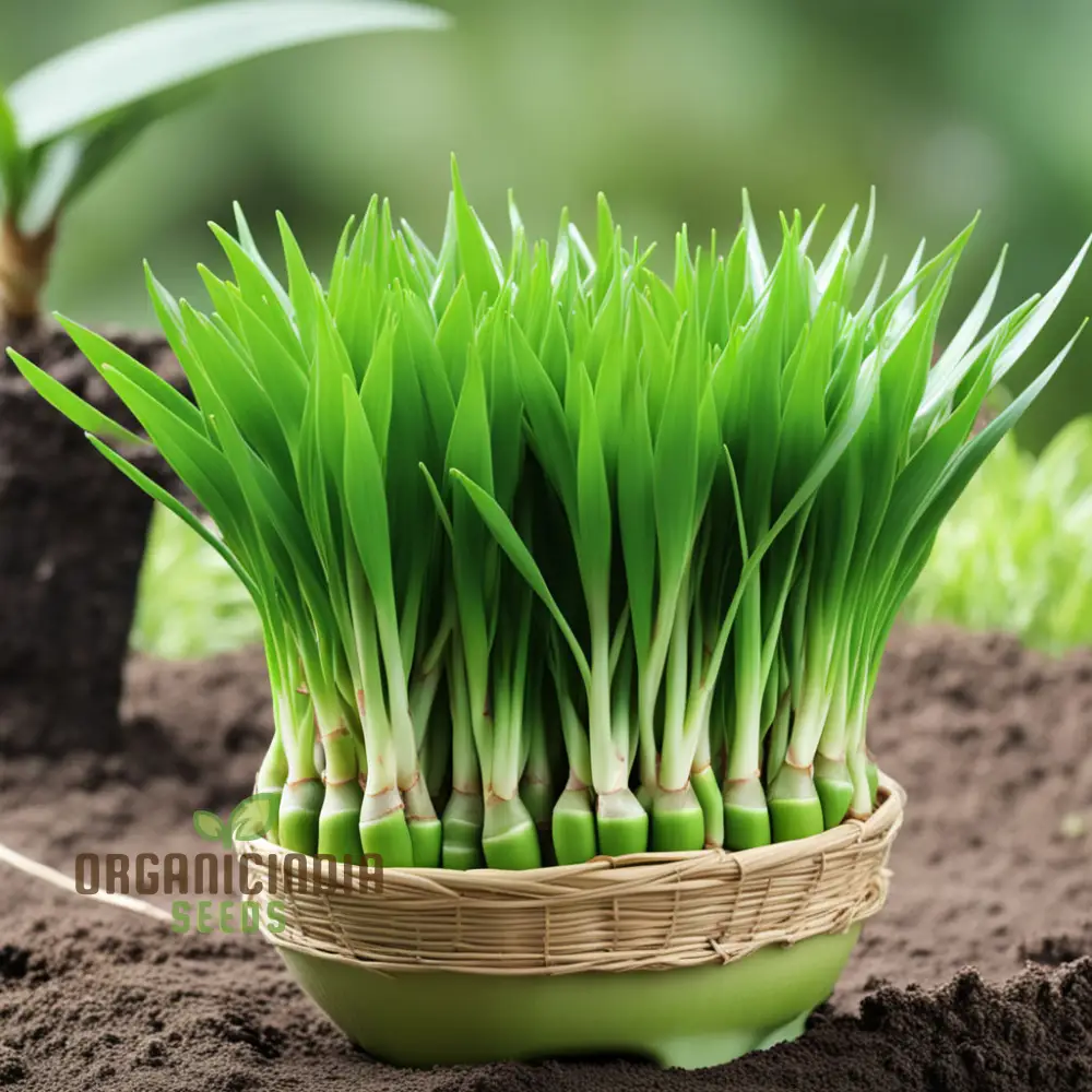 Pandan Plant Seeds, Elevate Your Garden with Abundant Growth in Every Pack - Image 3