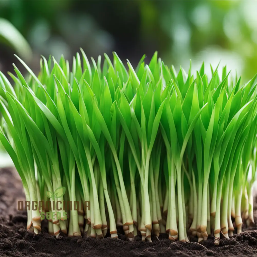 Pandan Plant Seeds, Elevate Your Garden with Abundant Growth in Every Pack - Image 4