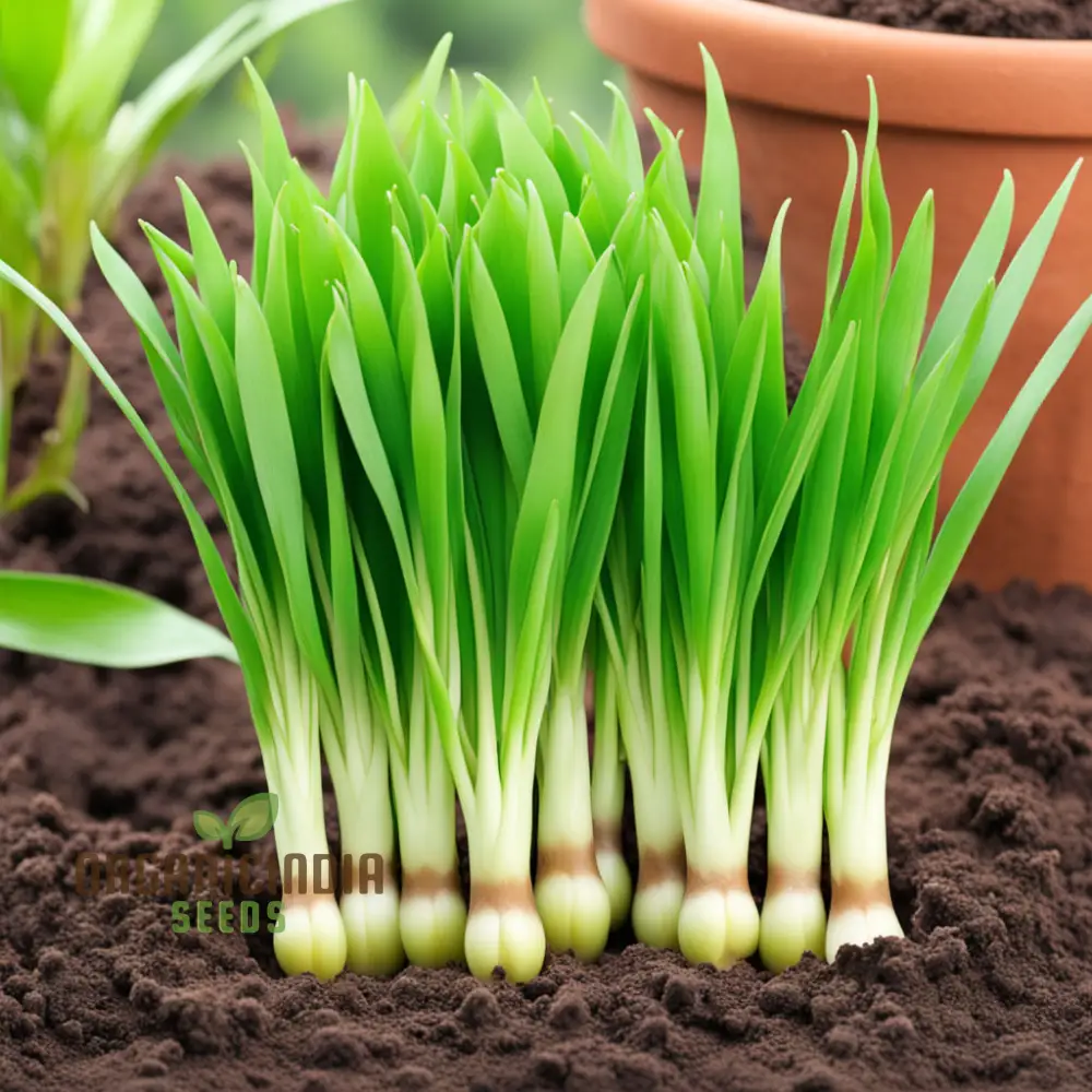 Pandan Plant Seeds, Elevate Your Garden with Abundant Growth in Every Pack - Image 5