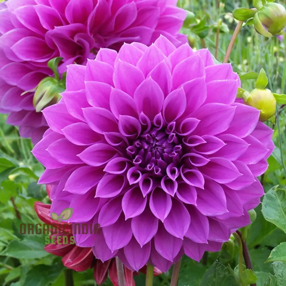 Grow Your Garden with Beauty: Premium Pink Dahlia Flower Seeds for Blossoming Joy in Your Gardening Sanctuary