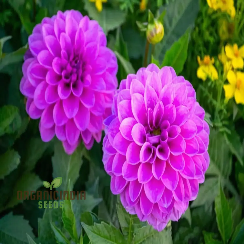 Grow Your Garden with Beauty: Premium Pink Dahlia Flower Seeds for Blossoming Joy in Your Gardening Sanctuary - Image 3