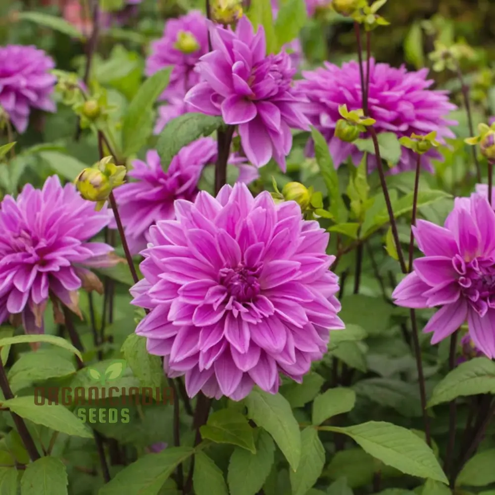 Grow Your Garden with Beauty: Premium Pink Dahlia Flower Seeds for Blossoming Joy in Your Gardening Sanctuary - Image 4