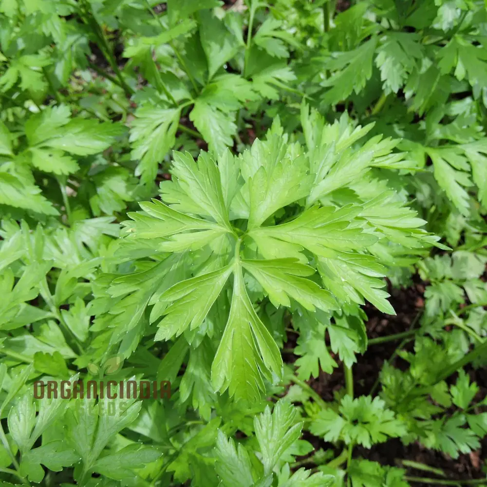 Hosszu Parsley Seeds – High-Yield Herb for Lush Green Growth & Long Harvests