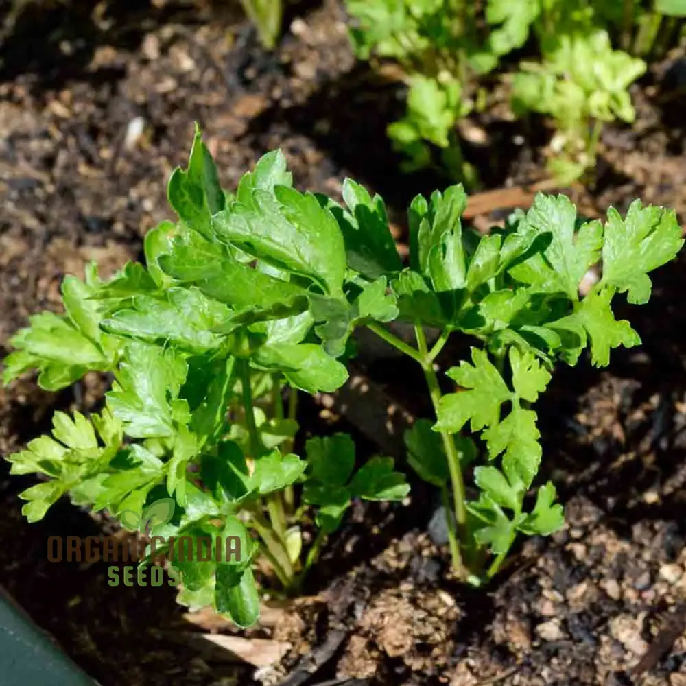 Hosszu Parsley Seeds – High-Yield Herb for Lush Green Growth & Long Harvests - Image 3