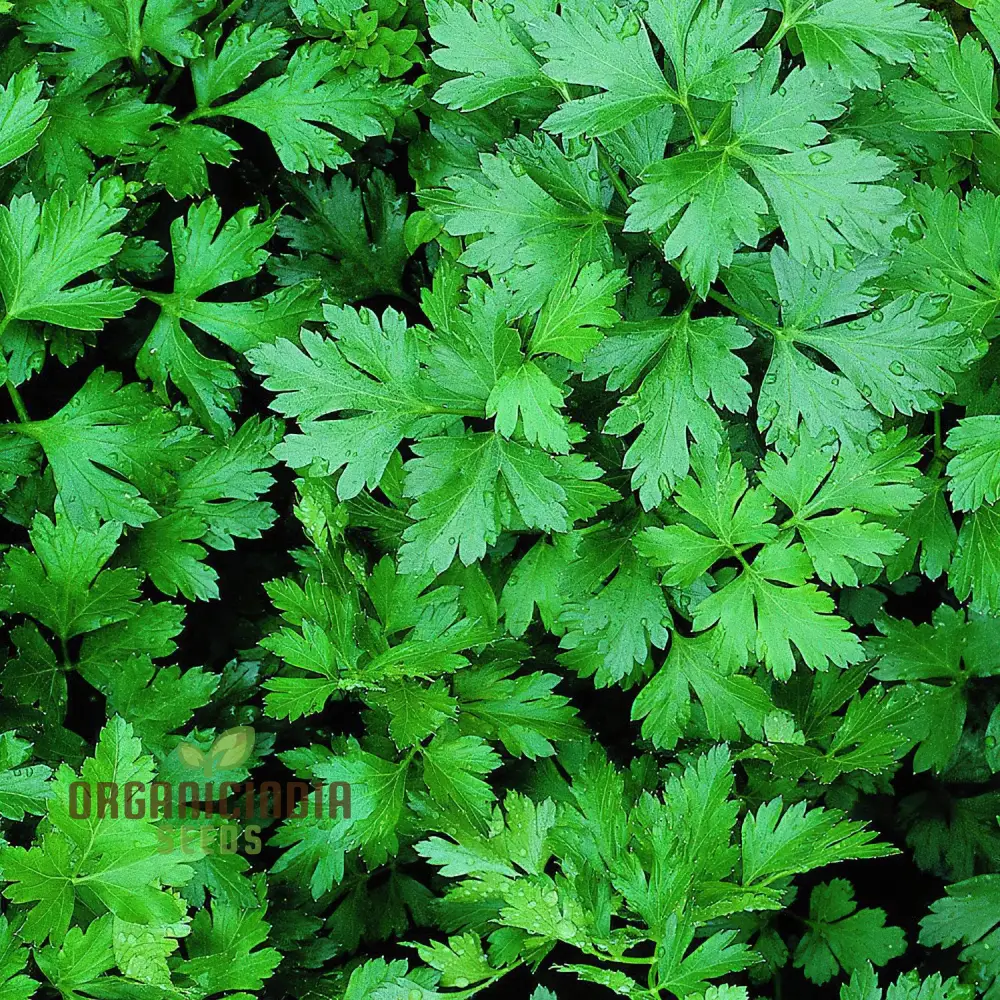 Hosszu Parsley Seeds – High-Yield Herb for Lush Green Growth & Long Harvests - Image 4