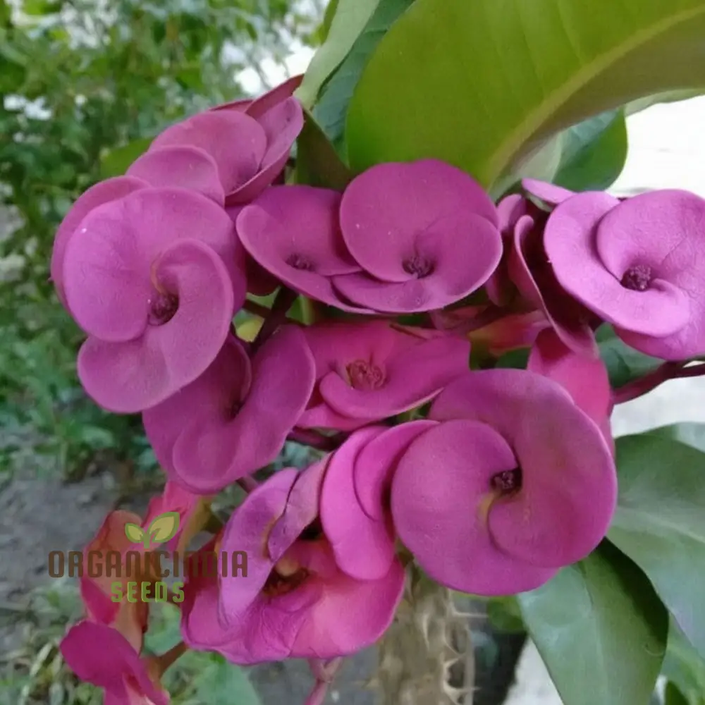 Blue Euphorbia Millie Seeds – Vibrant Blooms for Garden Planting - Image 3