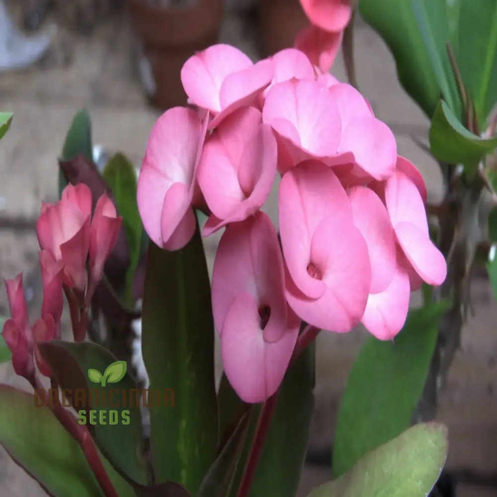 Blue Euphorbia Millie Seeds – Vibrant Blooms for Garden Planting - Image 4