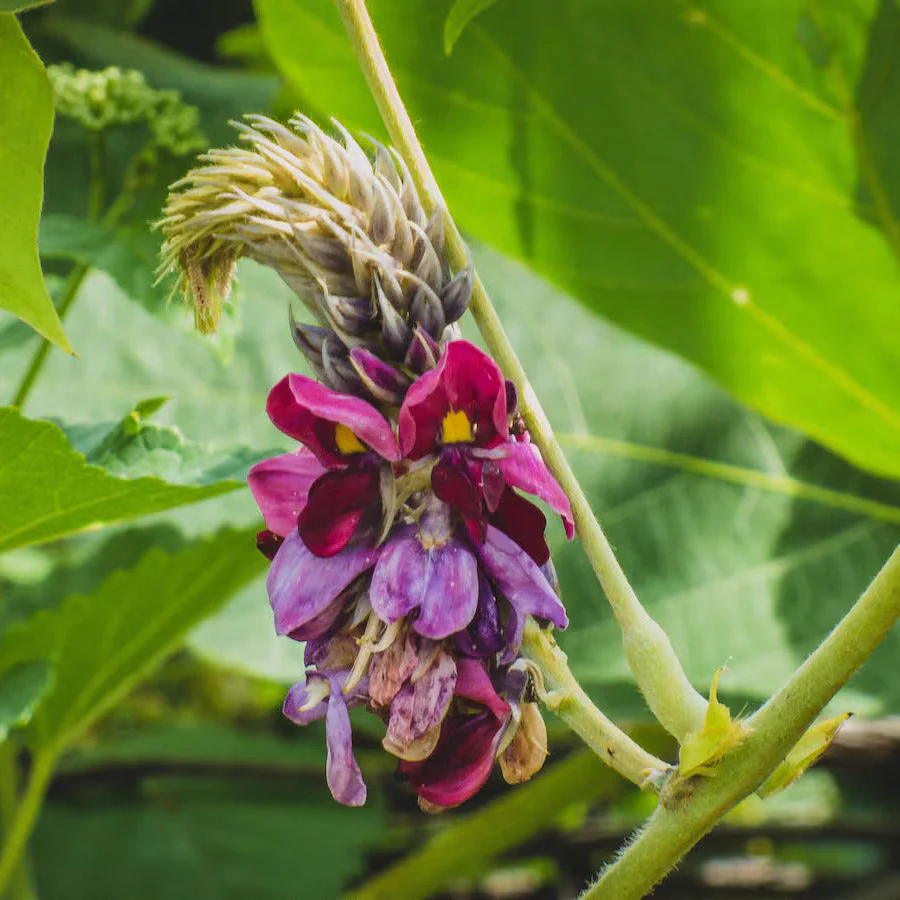 Grow Your Garden with Pueraria Lobata Kudzu Plant Seeds, Unleash Nature's Purity - Image 3
