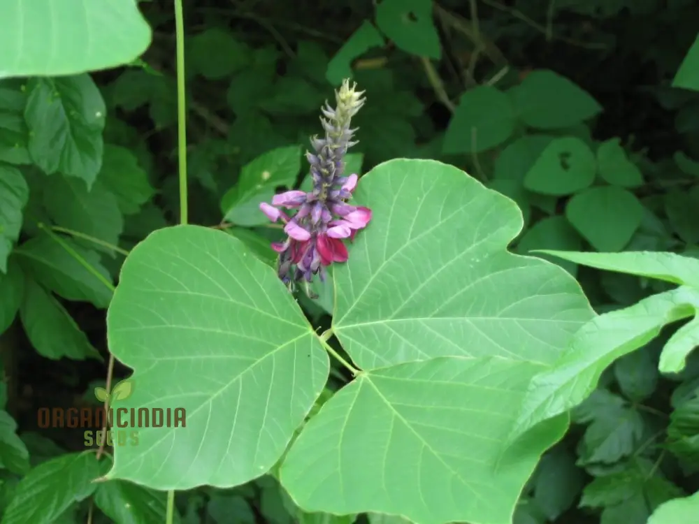 Grow Your Garden with Pueraria Lobata Kudzu Plant Seeds, Unleash Nature's Purity - Image 4