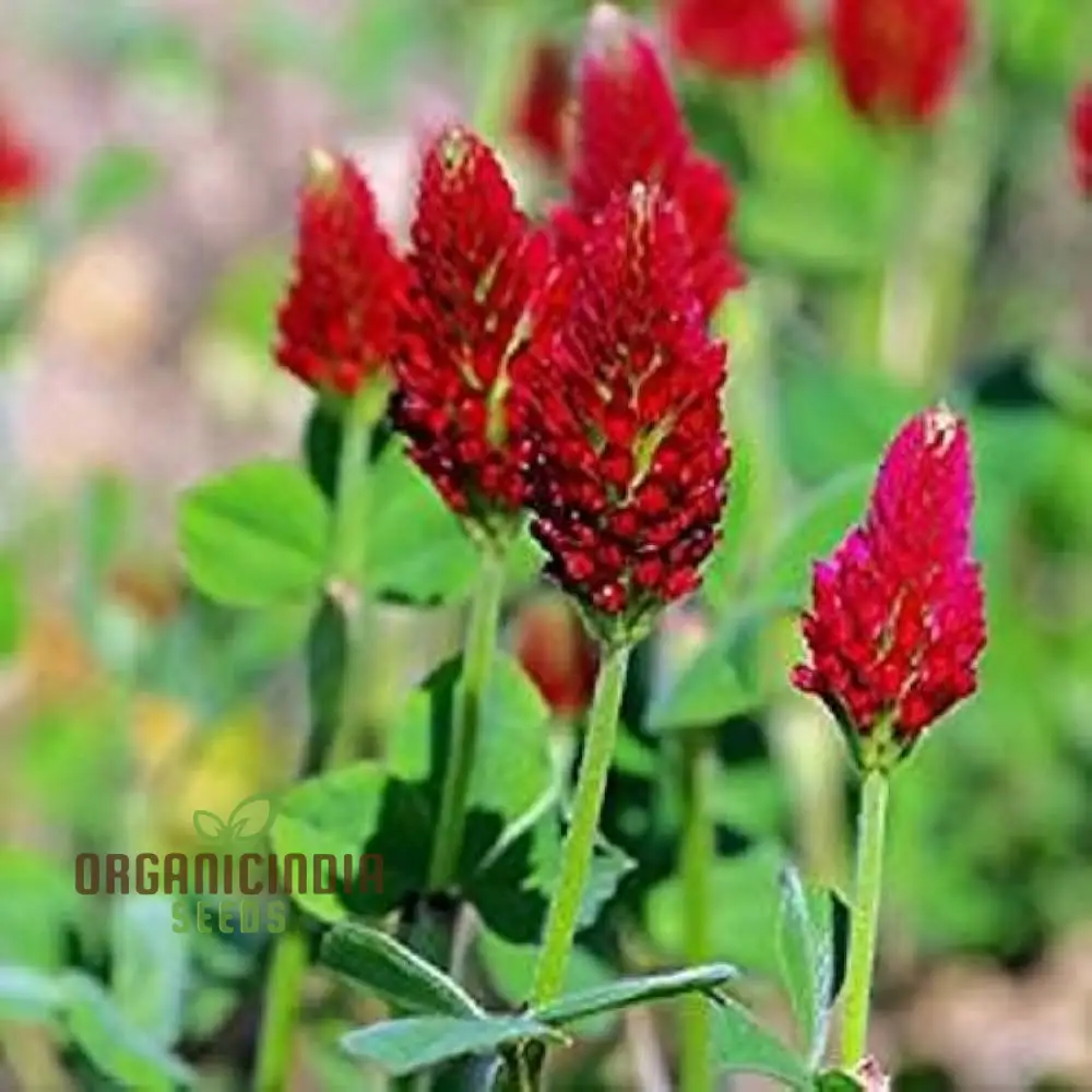Clover Seeds (Crimson Clover Seeds) - Vibrant Crimson Blooms for Lush Garden Growth