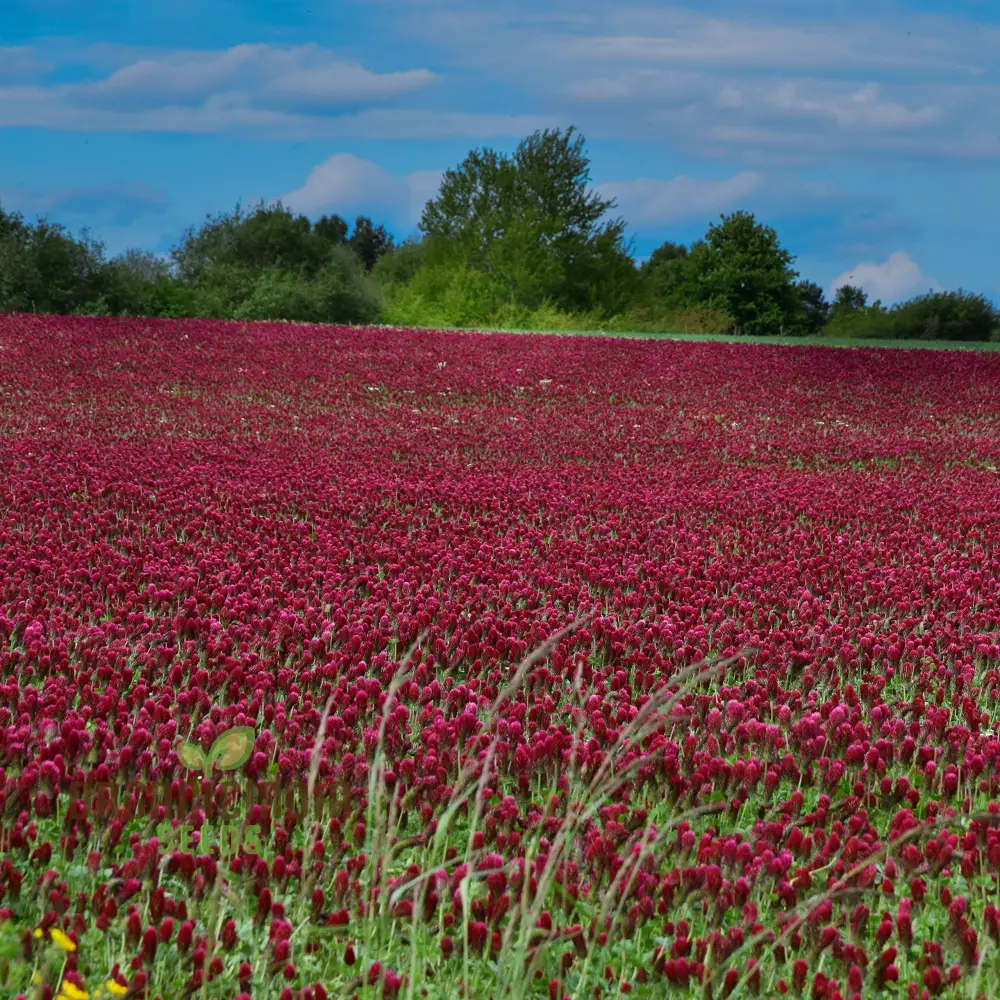 Clover Seeds (Crimson Clover Seeds) - Vibrant Crimson Blooms for Lush Garden Growth - Image 3