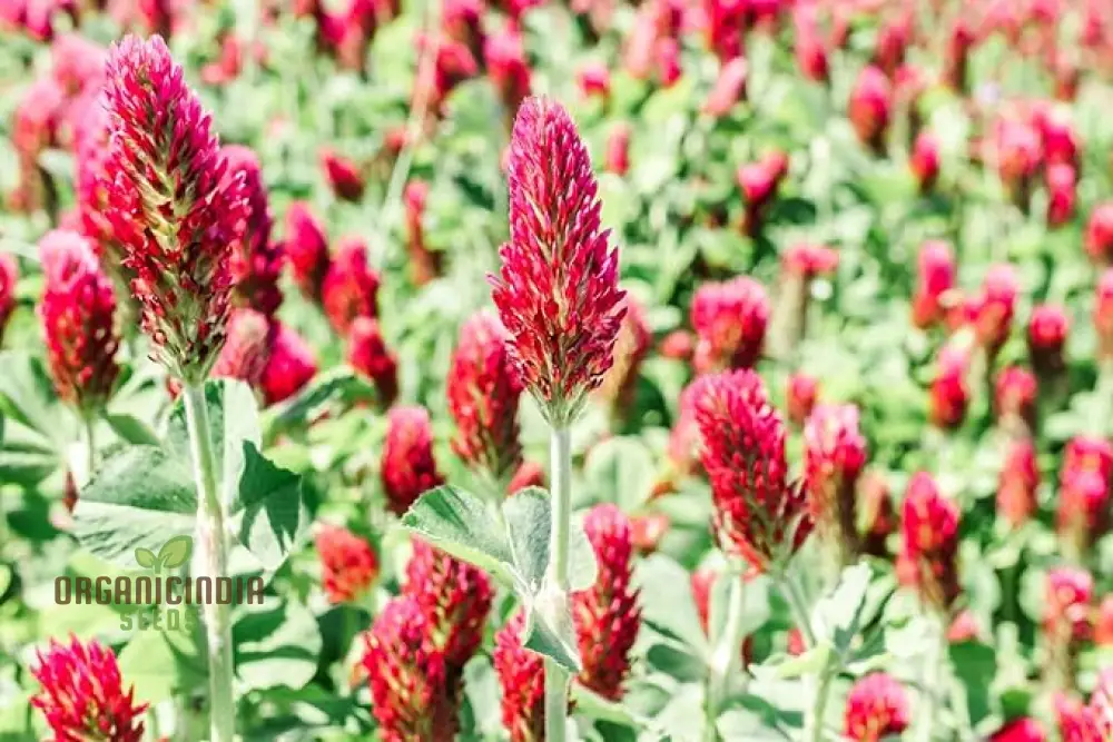 Clover Seeds (Crimson Clover Seeds) - Vibrant Crimson Blooms for Lush Garden Growth - Image 4