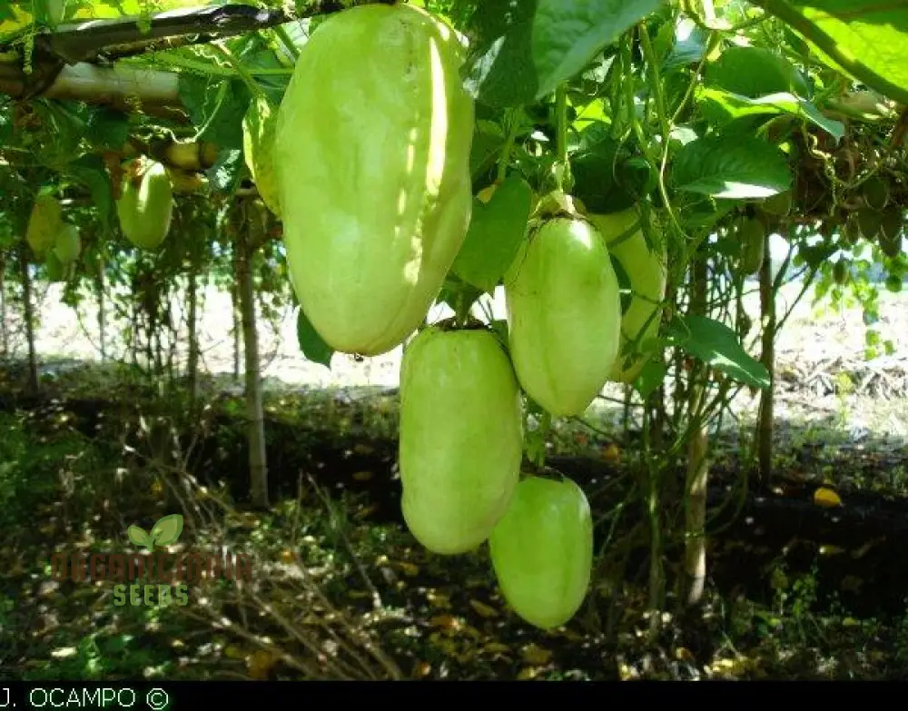 Giant Granadilla Fruit Seeds, Plant for a Bountiful and Delicious Harvest of Exotic Fruits - Image 3