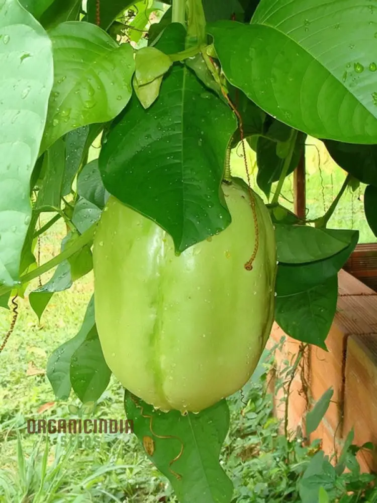 Giant Granadilla Fruit Seeds, Plant for a Bountiful and Delicious Harvest of Exotic Fruits - Image 4