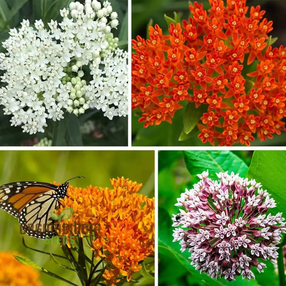 Grow Your Own Monarch Butterfly Haven with Heirloom Non-GMO Milkweed Seeds - Create a Vibrant Butterfly Sanctuary in Your Home Garden